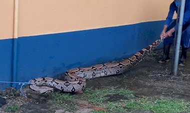 Jibóia de mais de três metros é encontrada no Aeroporto de Carauari