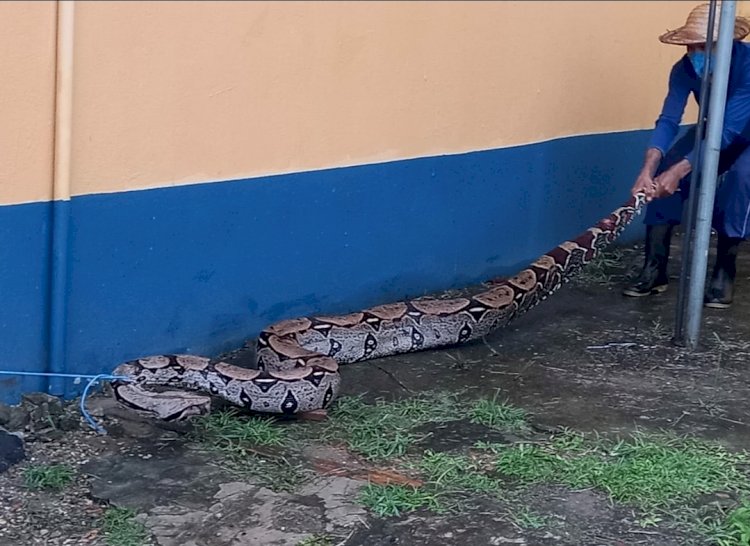 Jibóia de mais de três metros é encontrada no Aeroporto de Carauari