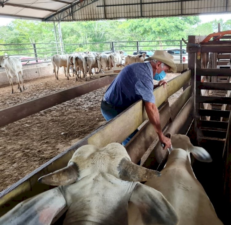 Prazo para vacinação de bovinos e bubalinos em 41 municípios termina no fim do mês
