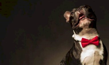 Saiba quais são os nomes de pet mais populares inspirados no cinema