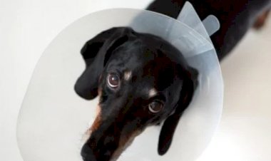 Cientistas identificam coronavírus de cães que pode infectar humanos