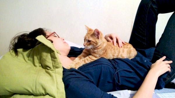 Por que os gatos fazem massagens com as patas?
