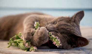 Catnip: quando é indicada, quais são os efeitos e por que oferecer ao seu gato