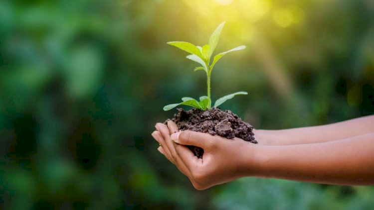 10 mandamentos para ajudar a Terra no dia do Meio Ambiente