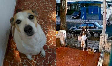 Cadela que teve roupa furtada por homem ganha novo casaco: "O mundo tem esperança"