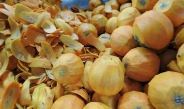 Sobe para 44 número de casos suspeitos de infecção alimentar por consumo de tucumã em Manacapuru