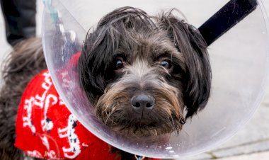 Acidentes domésticos com pets: aprenda como evitá-los!