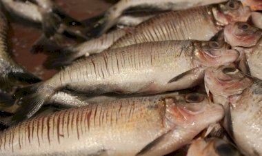 Itacoatiara chega a 19 casos de síndrome associada à 'doença da urina preta'