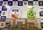 Agentes da Base Arpão apreendem pássaros silvestres, avaliados em R$ 60 mil, em embarcação oriunda de Cruzeiro do Sul (AC)