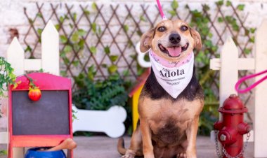 Mais de 100 cachorros e gatos estarão disponíveis em feira virtual de adoção em Manaus