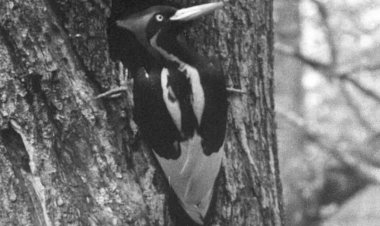 Pica-pau que inspirou o desenho animado será declarado extinto