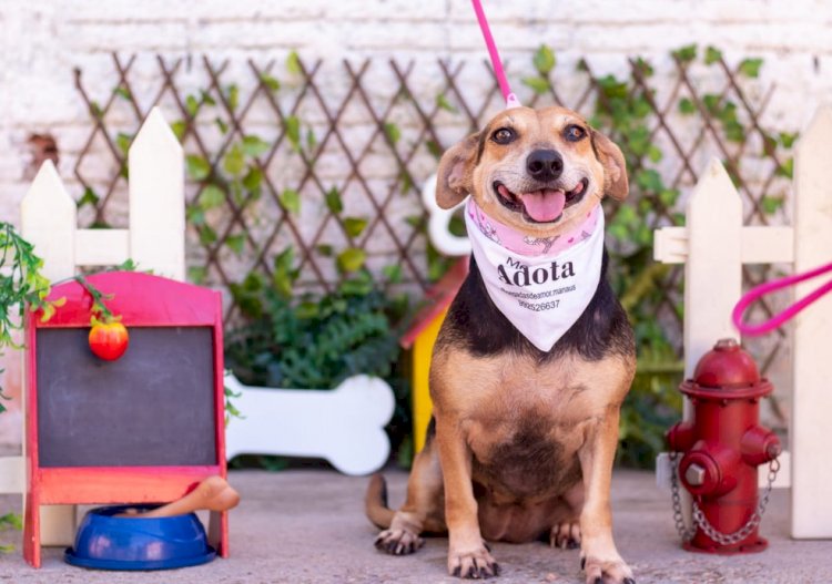 Mais de 100 cachorros e gatos estarão disponíveis em feira virtual de adoção em Manaus