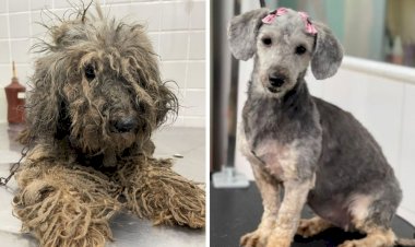 Cadela salva com 'cheiro de morte' e coleira grudada na pele ganha novo lar no litoral de SP