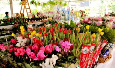 Festival de flores e plantas de Holambra  está de volta a Manaus