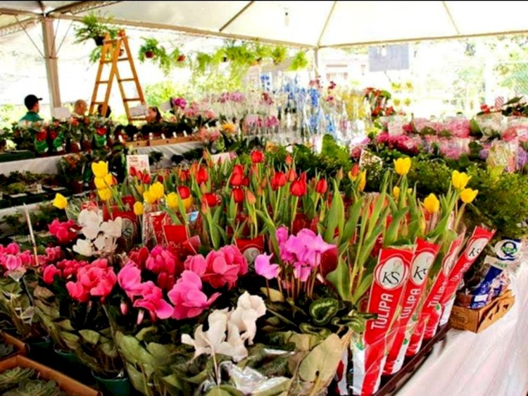 Festival de flores e plantas de Holambra  está de volta a Manaus