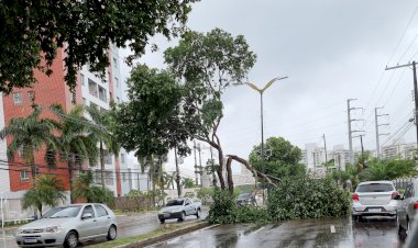 Árvore de grande porte é atingida por raio e galhos causam retenção na Avenida Coronel Teixeira