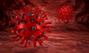 Novo estudo mostra o impacto da Covid-19 em tecido muscular cardíaco