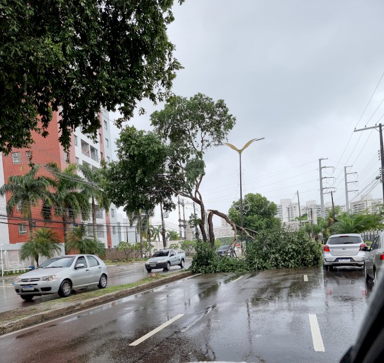Árvore de grande porte é atingida por raio e galhos causam retenção na Avenida Coronel Teixeira