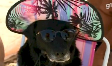 Cachorra que viralizou ao aparecer de óculos de sol e chapéu em praia de SC é da Serra do RS