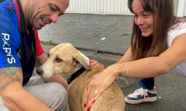 Cachorra Pandora é encontrada depois de 45 dias e devolvida ao dono neste domingo em Guarulhos, na Grande SP