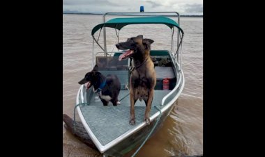 Cadela policial é morta por onça ao tentar defender agentes em acampamento no AM