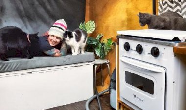 Casal e seus seis gatos viajam pelo Brasil a bordo de um micro-ônibus