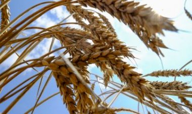 Autoridades avaliam que guerra na Ucrânia pode gerar crise alimentar