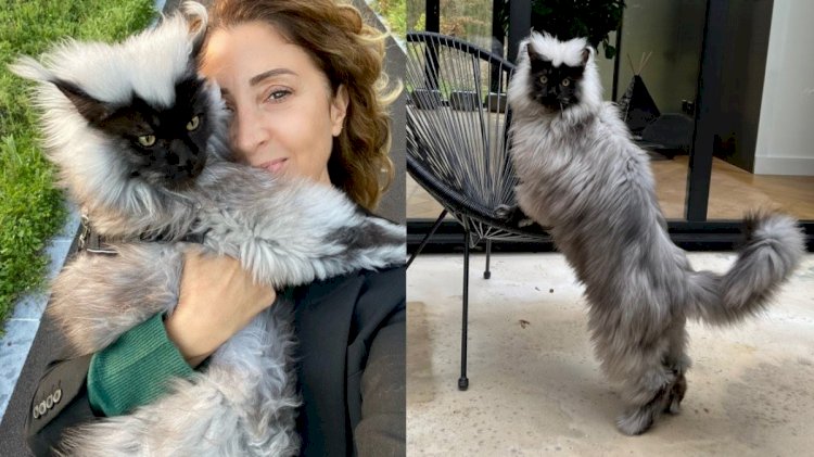 Gato Maine Coon se tornou famoso na web por sua aparência de "fumaça"