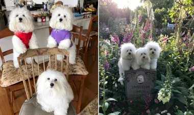 Clonagem de pets: por que tem gente pagando até R$ 200 mil para ter um clone do seu bichinho?