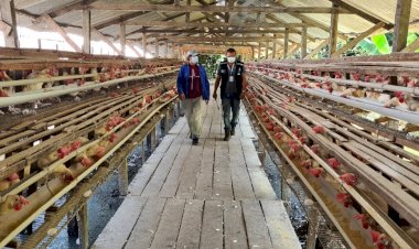 Lei que estabelece o Serviço de Inspeção Municipal em Manaus é aprovada na Câmara Municipal