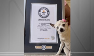 Com 22 anos, cachorra dos EUA recebe o título de mais velha do mundo pelo Guinness