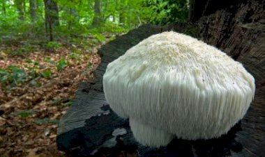 Psicodélico dos cogumelos pode reativar o cérebro para aliviar depressão e ansiedade, entenda