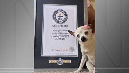 Com 22 anos, cachorra dos EUA recebe o título de mais velha do mundo pelo Guinness