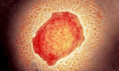 FVS descarta único caso suspeito de varíola dos macacos no Amazonas