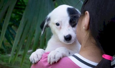 'Arraial Pet' terá concurso caipira e adoção de cães e gatos, em Manaus