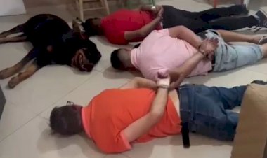 Cachorro ‘se rende’ durante operação policial, em SP