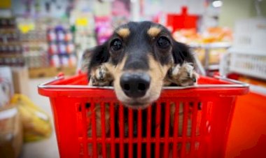 Rio é a 1ª cidade do Brasil a permitir animais domésticos em supermercados