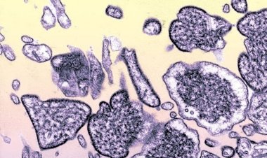 Langya: China alerta para a identificação de um novo vírus em humanos