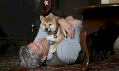 Dia Mundial do Cachorro: confira uma seleção de filmes para celebrar a data