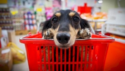 Rio é a 1ª cidade do Brasil a permitir animais domésticos em supermercados