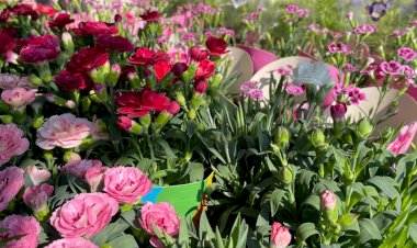 ÚLTIMOS DIAS DA FEIRA DE FLORES DE HOLAMBRA EM MANAUS GARANTE BELEZA, CORES E DIVERSÃO