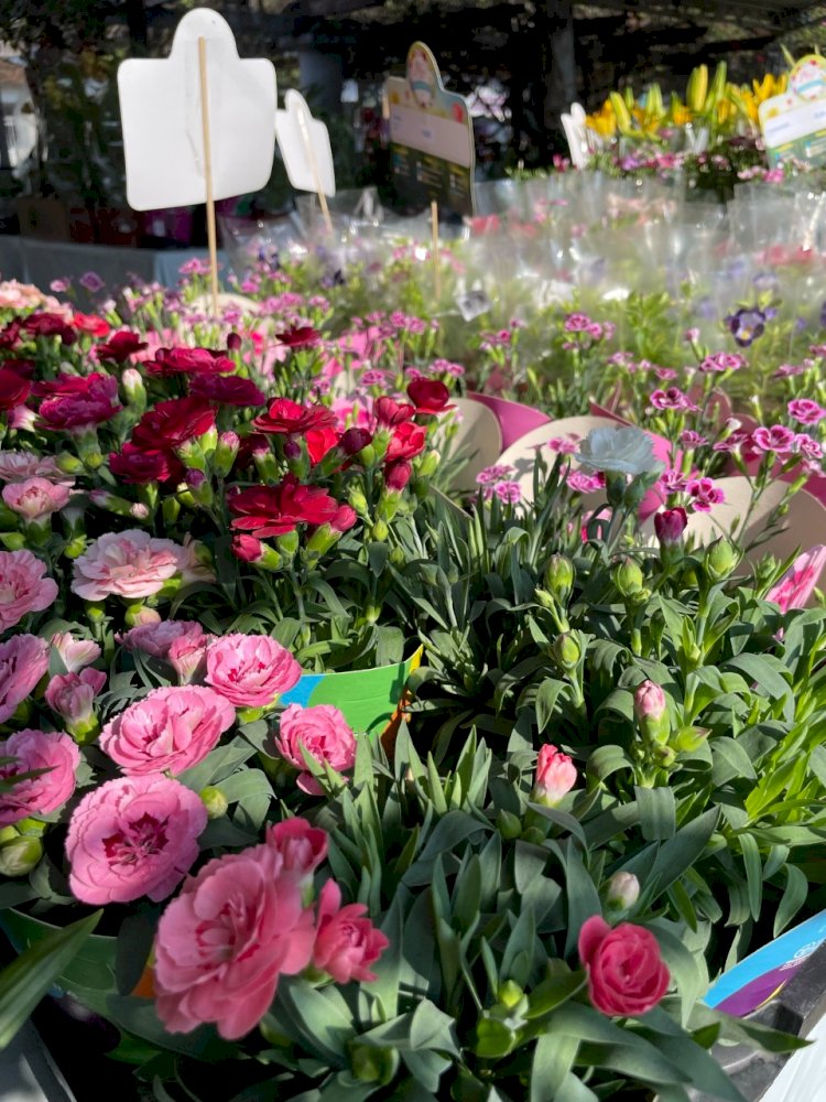 ÚLTIMOS DIAS DA FEIRA DE FLORES DE HOLAMBRA EM MANAUS GARANTE BELEZA, CORES E DIVERSÃO