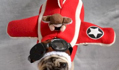 Vai viajar com o pet? Veja quais cuidados ter no avião