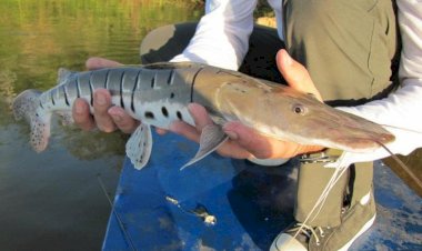 Período de defeso começa nesta terça (15) com proibição de pesca para oito espécies no AM