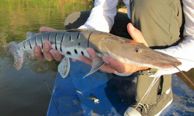 Período de defeso começa nesta terça (15) com proibição de pesca para oito espécies no AM