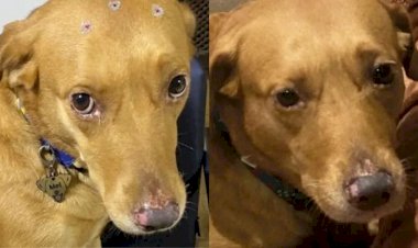 Em Manaus, cadela que fugiu de clínica veterinária é encontrada com ajuda de drone: 'obrigada a todos', diz tutora