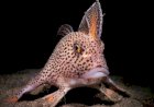 Fotógrafo captura imagem de peixe raro que anda com “mãos” de barbatanas