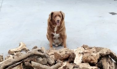 Cachorro português de 30 anos é considerado o mais velho de todos os tempos pelo Guinness