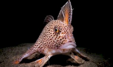 Fotógrafo captura imagem de peixe raro que anda com “mãos” de barbatanas