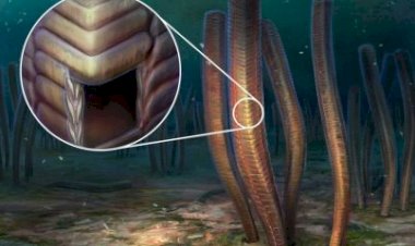 Fóssil com mais de 500 milhões de anos pode mudar o modo de entender a evolução